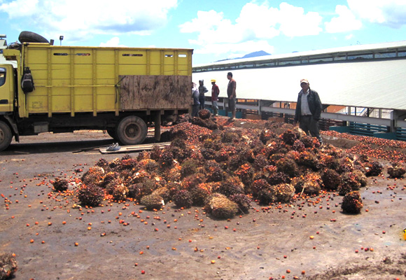 Seção de recebimento de cachos de frutos de palma